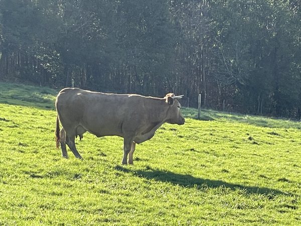 El campo en casa de mis abuelos
